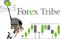 www.tribuforex.com